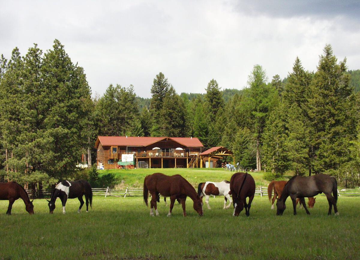 Horses Grazing in the Ranch Meadows